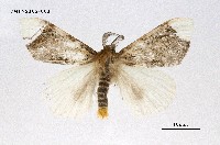 藏品(端白毒蛾)的圖片